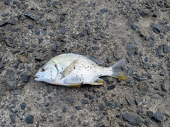 キビレの釣果