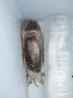 コウイカの釣果