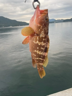 アコウの釣果