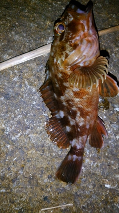 カサゴの釣果