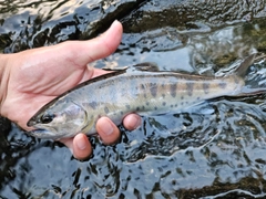 ヤマメの釣果