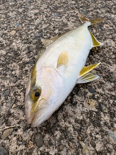 ショゴの釣果