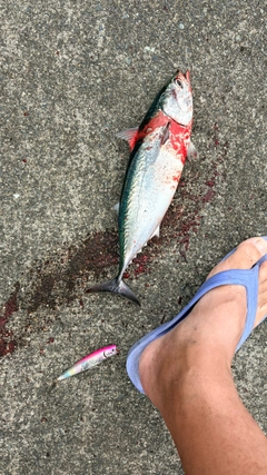 ソウダガツオの釣果