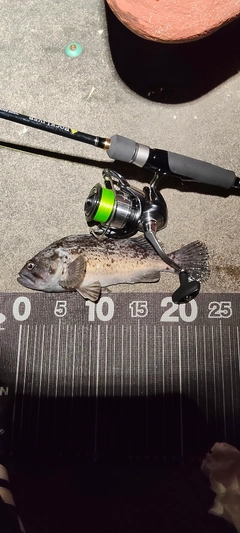 クロソイの釣果