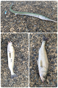 ダツの釣果