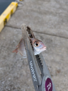 タイの釣果