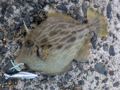 カワハギの釣果