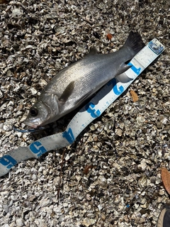 ヒラスズキの釣果