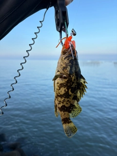 タケノコメバルの釣果
