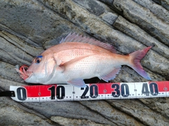 マダイの釣果