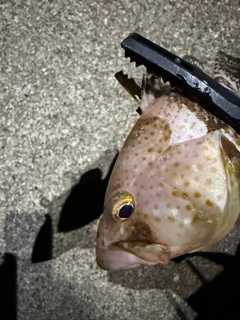 ハタの釣果