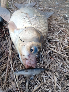 フナの釣果