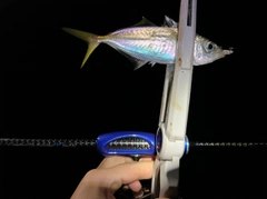 マアジの釣果