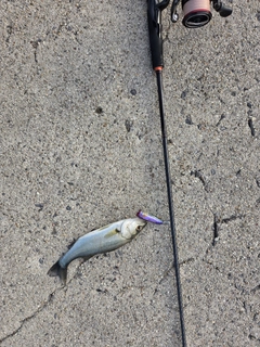 セイゴ（マルスズキ）の釣果