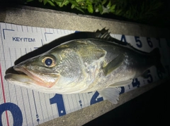 シーバスの釣果