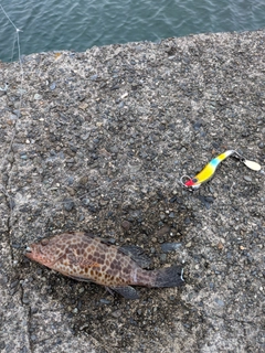 オオモンハタの釣果