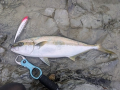 ヒラマサの釣果