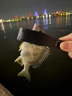 キビレの釣果