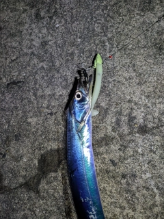 タチウオの釣果
