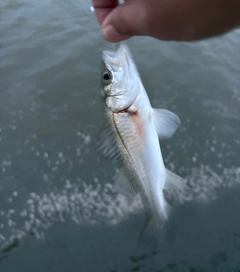セイゴ（マルスズキ）の釣果