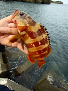 アカハタの釣果