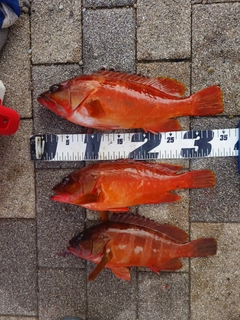 アカハタの釣果