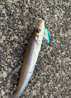 キスの釣果