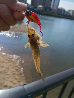 マハゼの釣果