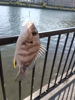 キチヌの釣果