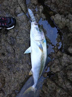 ヒラマサの釣果
