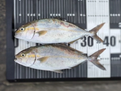 ネリゴの釣果