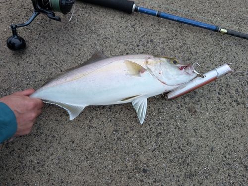 宮崎県の釣果・釣り場情報【2026年最新】 - アングラーズ | 釣果600万