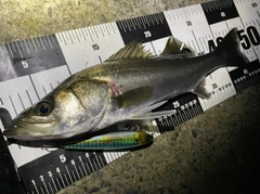 シーバスの釣果