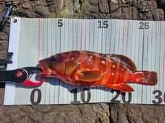アカハタの釣果