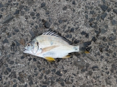 キビレの釣果