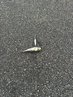 フグの釣果