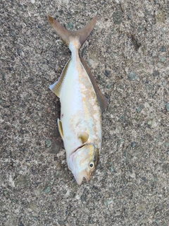 ショゴの釣果