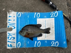 ブルーギルの釣果