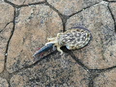 コウイカの釣果