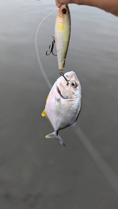 メッキの釣果