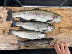 ニジマスの釣果