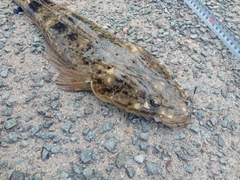 マゴチの釣果