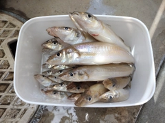 キスの釣果