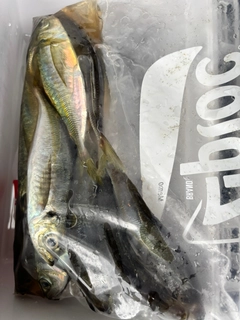 マアジの釣果