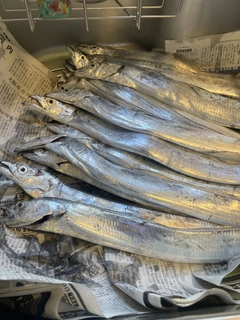 タチウオの釣果