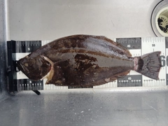 ヒラメの釣果