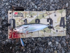 マルソウダの釣果