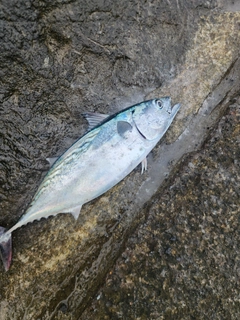 スマカツオの釣果