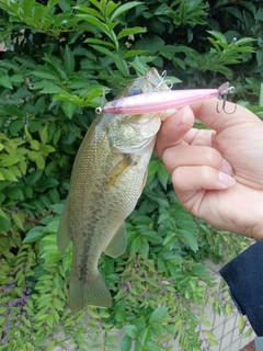 ラージマウスバスの釣果