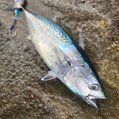 スマガツオの釣果